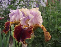 Bearded Iris, Spring Flower
Creative Commons
