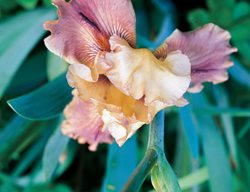  Bearded Iris, Thornbird, Drought
Garden Design
Calimesa, CA