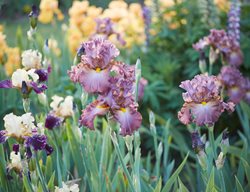  Bearded Irises, Colorful Irises
Garden Design
Calimesa, CA