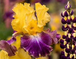 Bearded Irises
Garden Design
Calimesa, CA
