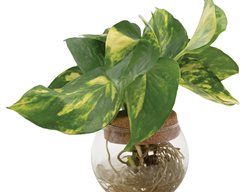 Beautifall Summer Nights Pothos, Pothos Plant In Water
Proven Winners
Sycamore, IL