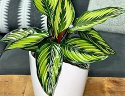 Beauty Star Calathea, Calathea Ornata, Pinstripe Calathea
Proven Winners
Sycamore, IL