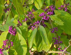 Beautyberry, Callicarpa, Purple Berries
Garden Design
Calimesa, CA