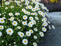 Becky Shasta Daisy, Leucanthemum Superbum, Shasta Daisy
Walters Gardens
