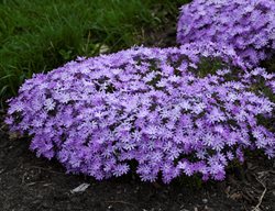 Bedazzled Lavender Phlox
Proven Winners
Sycamore, IL