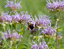 Bee Balm Flower, Monarad Fistulosa, Bee
Shutterstock.com
New York, NY