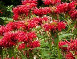 Bee Balm Flowers, Native Flowering Plant, Monarda
Garden Design
Calimesa, CA