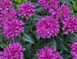 Bee Balm, Monarda Didyma Pardon My Purple
Plant Paradise Country Gardens
Caledon, ON