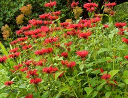 Bee Balm Plants, Native Garden Plants
Garden Design
Calimesa, CA