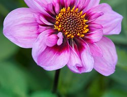 Bee Happy Dahlia, Pink And Purple Flower, Collarette Dahlia
Garden Design
Calimesa, CA