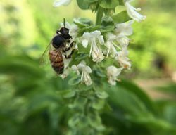Bee On Basil Flower, Basil Plant, Pollinator
Shutterstock.com
New York, NY