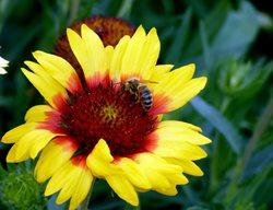 Bee On Coreopsis Flower, Bee Polliator
Shutterstock.com
New York, NY