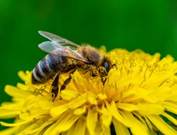 Bee On Dandelion
Shutterstock.com
New York, NY