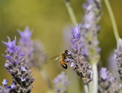 Bee On French Lavender, Pollinator
Shutterstock.com
New York, NY