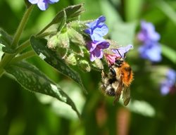 Bee On Pulmonaria
Shutterstock.com
New York, NY