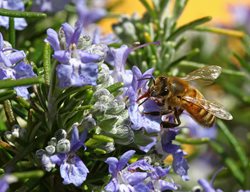 Bee On Rosemary Plant, Pollinator Plant
Shutterstock.com
New York, NY