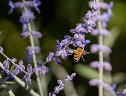Bee On Russian Sage, Perovskia Atriplicifolia
Shutterstock.com
New York, NY