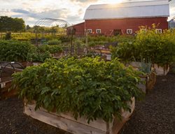 Beekman 1802 Farm
Garden Design
Calimesa, CA