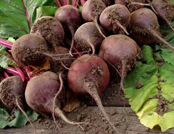 Beets, Picked Beets, Root Vegetable
Shutterstock.com
New York, NY