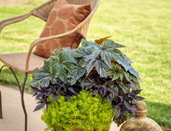 Begonia Container Combination, Pegasus Begonia, Sweet Caroline Raven, Lemon Coral Sedum
Proven Winners
Sycamore, IL