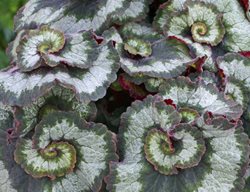 Begonia, Escargot, Exotic Indoor Plant
Shutterstock.com
New York, NY