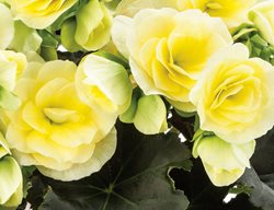 Begonia, Glory Lemon, Shade Annual
Proven Winners
Sycamore, IL
