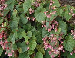 Begonia Grandis Var. Evansiana, Hardy Tuberous Begonia, Hardy Begonia
Millette Photomedia
