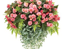 Begonia Hanging Basket, Begonia, Sweet Potato Vine, 
Proven Winners
Sycamore, IL
