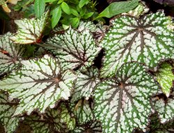 Begonia Leaves, Variegated Leaves
Garden Design
Calimesa, CA