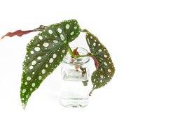 Begonia Maculata In Water
Shutterstock.com
New York, NY