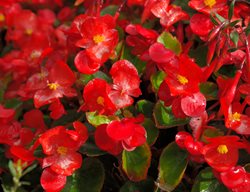 Begonia, Red Flowers
Pixabay
