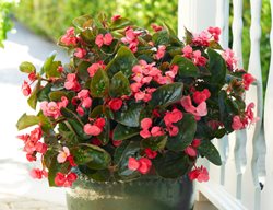 Begonia Surefire Rose, Pink Begonia, Potted Begonia
Proven Winners
Sycamore, IL