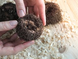 Begonia Tubers, Tuberous Begonia Tubers
Shutterstock.com
New York, NY