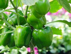 Bell Pepper Plant, Bell Peppers, Green Bell Peppers
Shutterstock.com
New York, NY