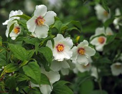 Belle Etoile Mock Orange, Philadelphus X Purpureomaculatus 'belle Etoile'
Shutterstock.com
New York, NY