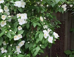 Belle Etoille Mock Orange, Philadelphus 
Garden Design
Calimesa, CA