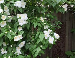 Belle Etoille Mock Orange, Philadelphus
Garden Design
Calimesa, CA