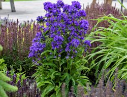 Bells And Whistles Campanula, Clustered Bellflower
Proven Winners
Sycamore, IL