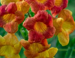 Bells Of Fire Tecoma, Orange And Yellow Esperanza
Millette Photomedia
