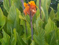 Bengal Tiger Canna Lily, Canna Americanalis, Canna 'pretoria'
Shutterstock.com
New York, NY
