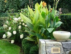 Bengal Tiger Canna Lily, Striped Canna Lily
Johnsen Landscapes & Pools
Mount Kisco, NY