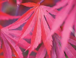 ‘beni Kagami’
Garden Design
Calimesa, CA