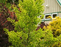Berberis Thunbergii
Garden Design
Calimesa, CA