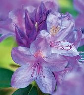 Berg's Hardy Form
Garden Design
Calimesa, CA