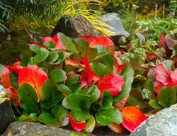 Bergenia Leaves In Fall
Shutterstock.com
New York, NY