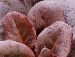 Bergenia, Overture, Purple Leaves
Garden Design
Calimesa, CA
