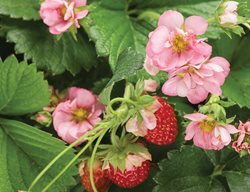 Berried Treasure Pink Strawberry, Pink Flowered Strawberry Plant
Proven Winners
Sycamore, IL