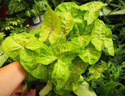 Berry Allusion Arrowhead Vine, Syngonium Podophyllum
Shutterstock.com
New York, NY