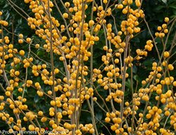 Berry Heavy Gold Holly, Winterberry Holly, Yellow Berries
Proven Winners
Sycamore, IL