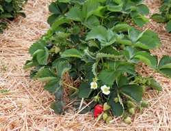 Berry Patch
Garden Design
Calimesa, CA